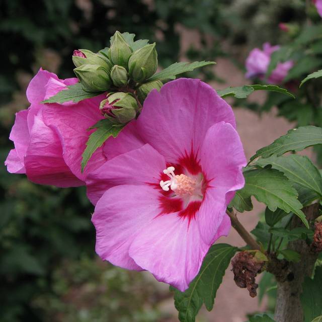 Hibiscus syriacus 'Woodbridge' (Althéa) - fleurs (Agnieszka Kwiecie?, Nova / Wikimedia)