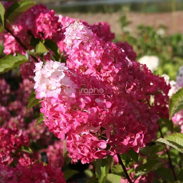 Hydrangea paniculata Fraise Melba - Fleurs (Sapho)