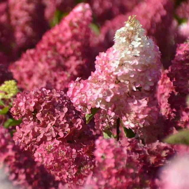 Hydrangea paniculata Fraise Melba - Fleurs (Sapho)