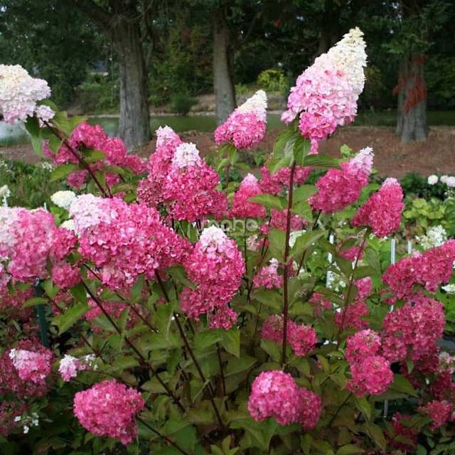 Hydrangea paniculata Fraise Melba - Buisson (Sapho)
