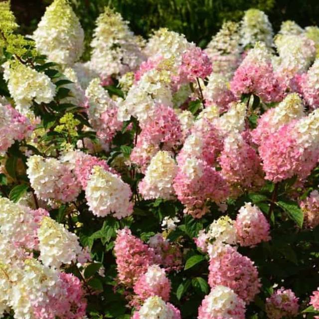Hydrangea paniculata Sundae Fraise  (Sapho)