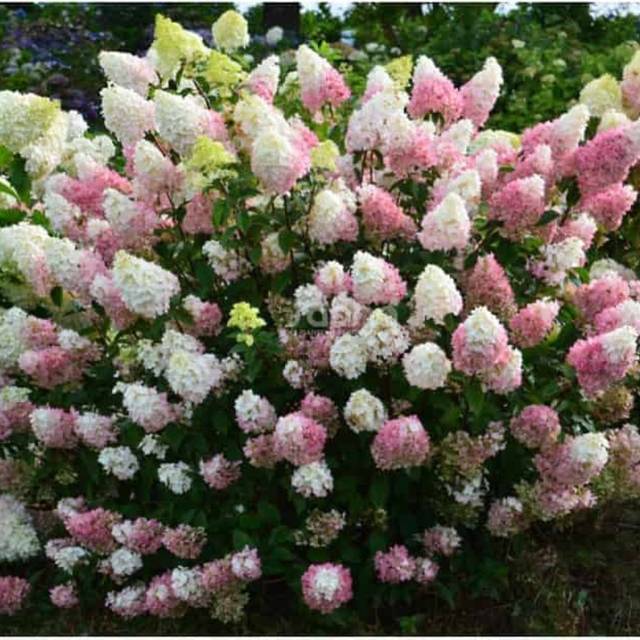 Hydrangea paniculata Sundae Fraise (Sapho)