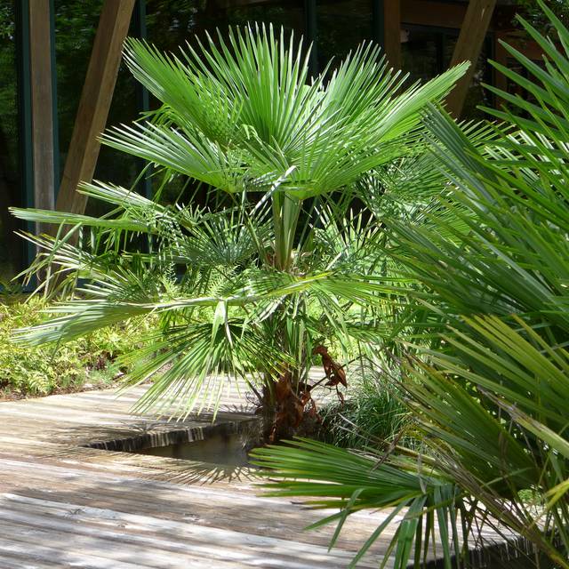 Trachycarpus fortunei au jardin (Scott Zona / flickr.com)
