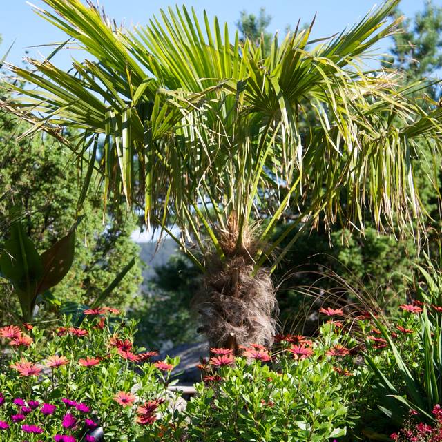 Trachycarpus fortunei dans un massif fleuri (dan.kristiansen / flickr.com)