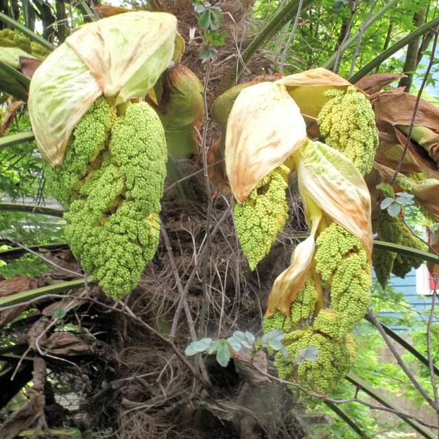 Trachycarpus fortunei - floraison (Megan Hansen / flickr.com)