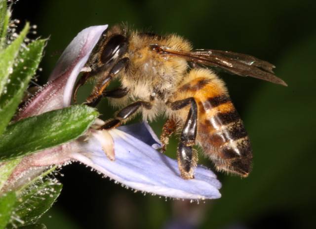 Abeille se nourrissant de nectar