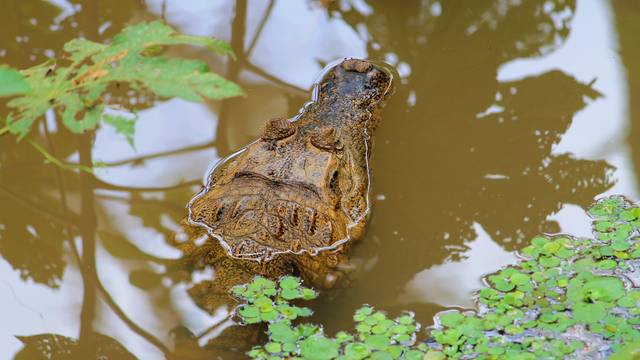 L'Amazonie, riche en biodiversité