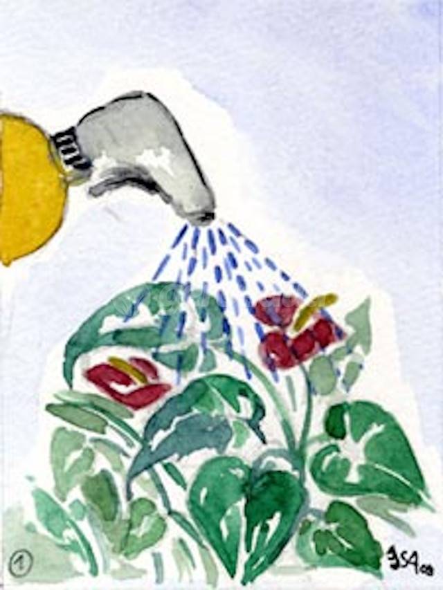 Anthurium : brumisation du feuillage