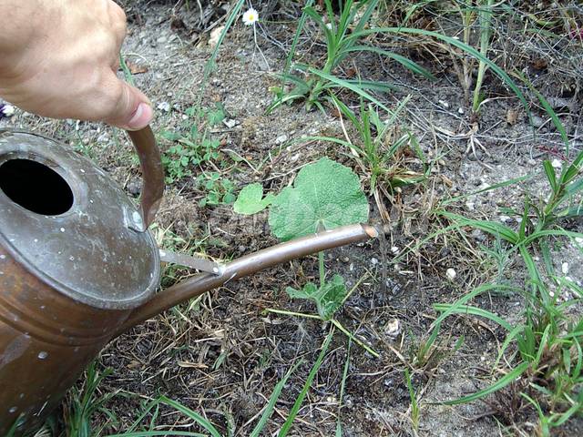 Arrosage du plant à prélever