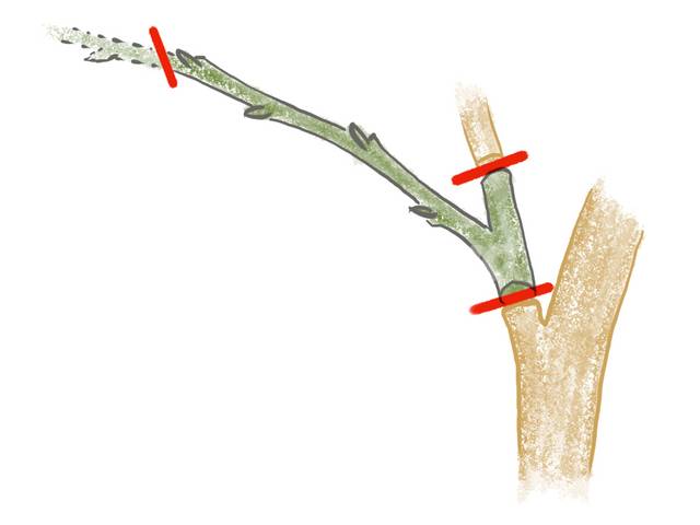 Bouture en crossette (d'après I. Arslanian)