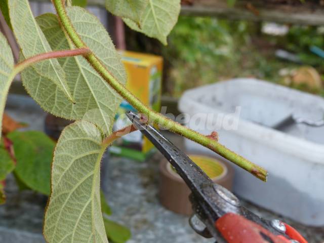Suppression des feuilles latérales