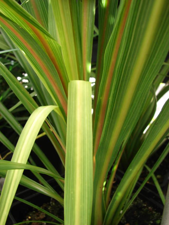 Cordyline australis (Dracaena australis)