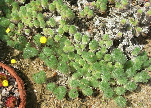Cotule à lobes linéaires (Cotula lineariloba)