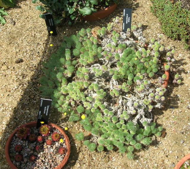Cotula lineariloba