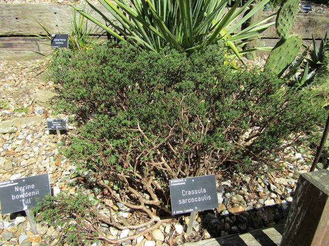 Crassula Sarcocaulis Crassula Bonsaï Plantation Culture Entretien