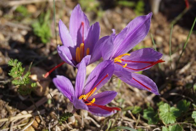 Crocus sativus (fleurs et pistils)