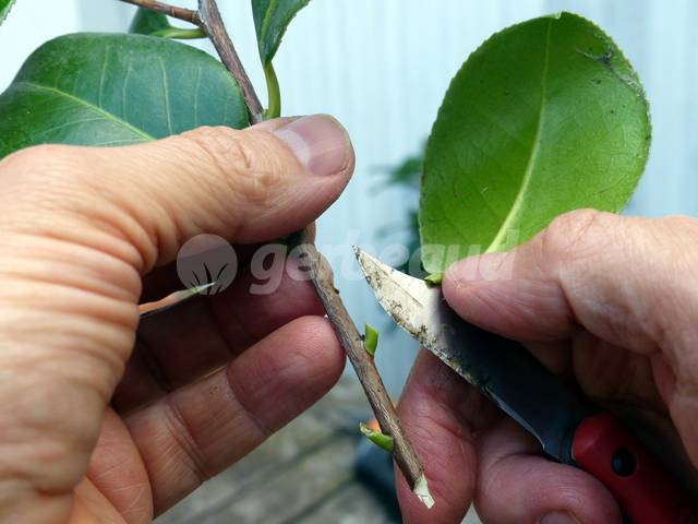 Elimination des feuilles (découpe du pétiole)