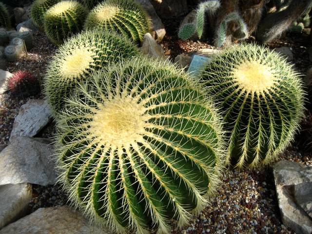 Echinocactus grusonii, coussin de belle-mère