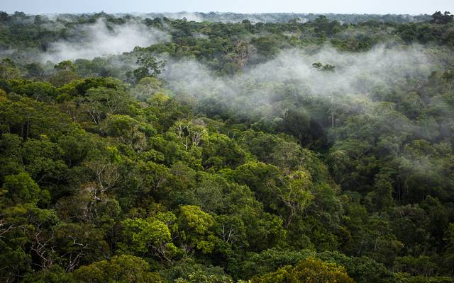 Forêt primaire en Amazonie