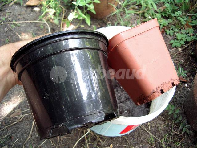 Godets variés pour rempoter