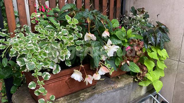 Plectranthus, Fuchsia, Begonia, Hydrangea, Patate douce