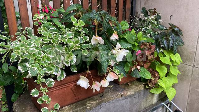 Je végétalise mon balcon à l'ombre à Paris, Leaderplant - Conseils Balcon  Terrasse