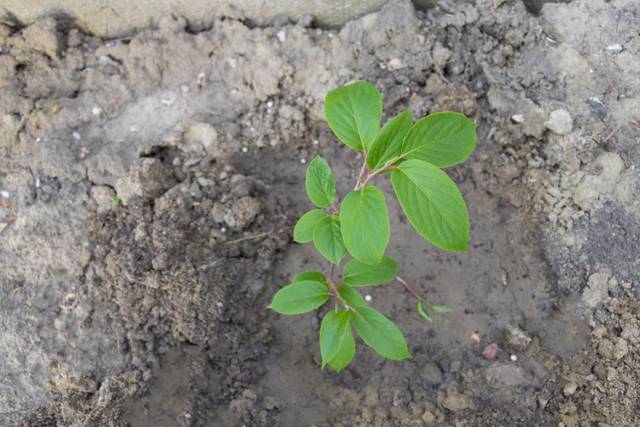 Jeune plant de kiwi (actinidia) planté en pleine terre au jardin
