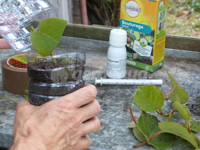 Bouture installée dans la demi-bouteille