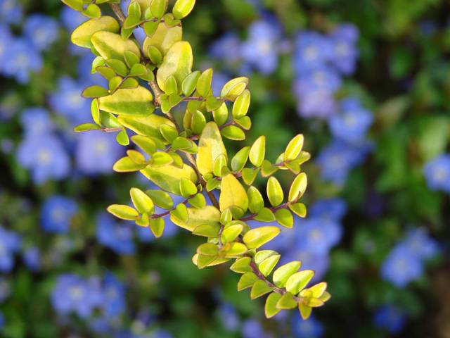 Lonicera nitida 'Baggesen's Gold'