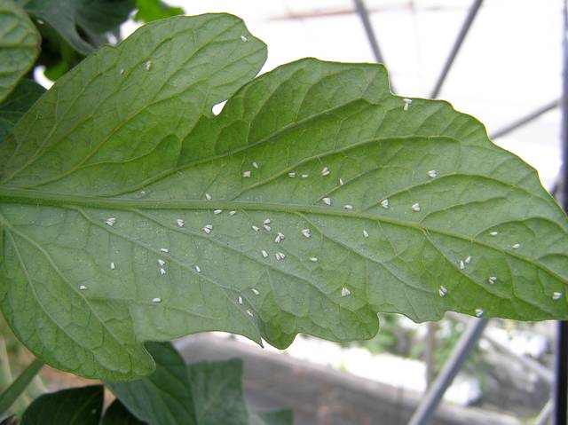 Mouches blanches (aleurodes) sous une feuille de tomate
