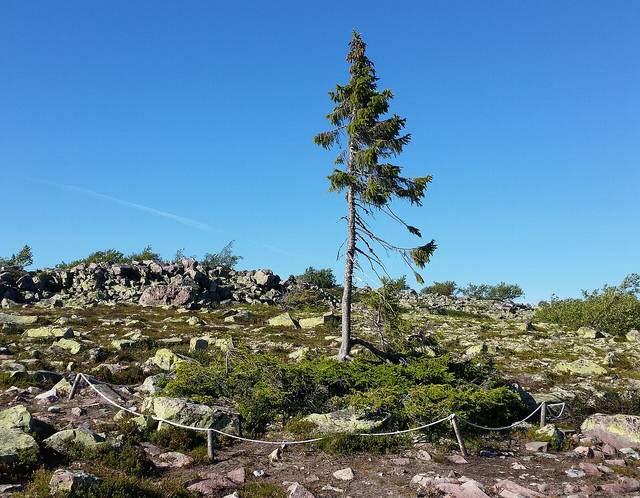 Old Tjikko, un épicea aux racines vieilles de 9550 ans