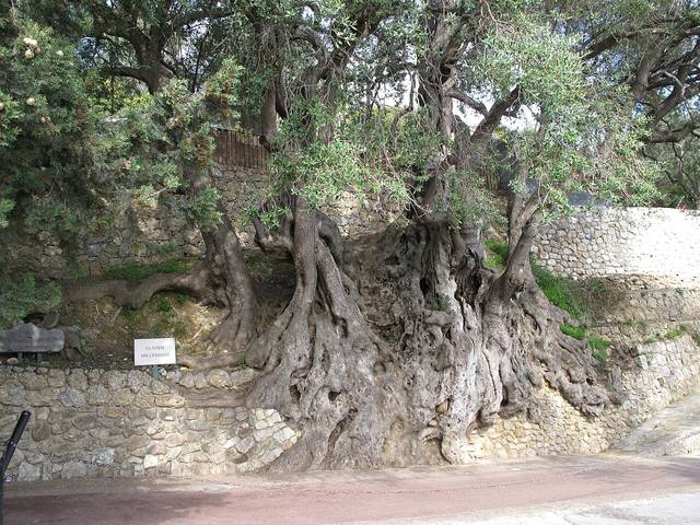Olivier millénaire de Roquebrune Cap-Martin