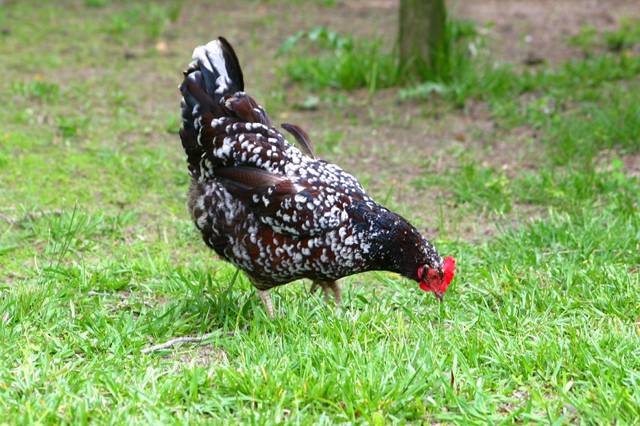 Poule Sussex mouchetée