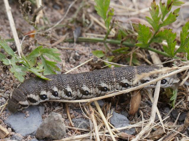 Chenille de  Proserpinus proserpina (Sphinx de l'Epilobe, Sphinx de l'Oenothère) - espèce protégée