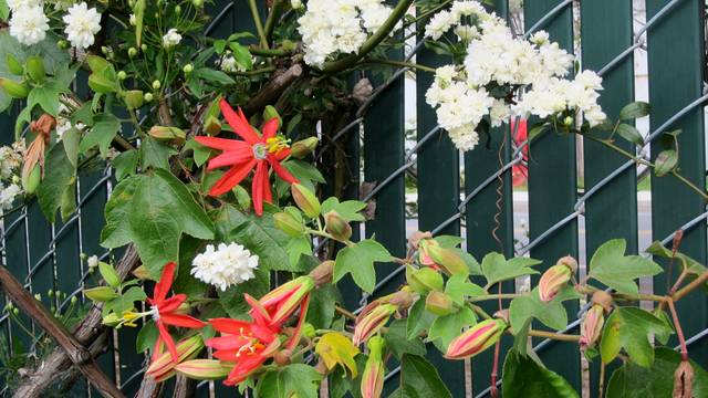 Rosa banksiae 'Alba Plena' et passiflore