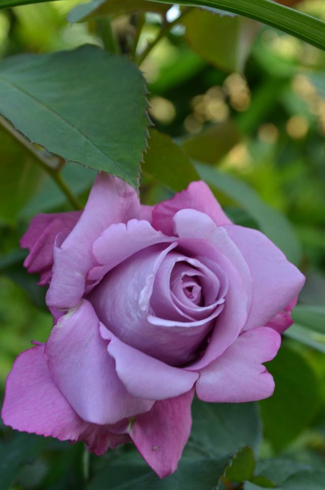 Rosier 'Charles de Gaulle'