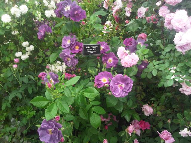 Rosier 'Rhapsody in Blue'