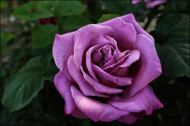 Rosier 'Sissi'