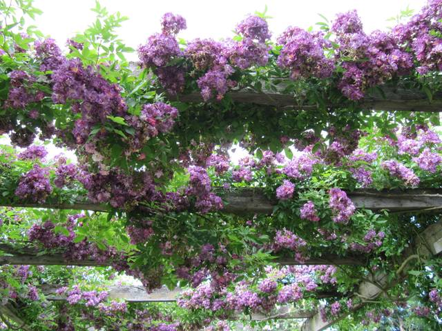 Rosier liane 'Veilchenblau'