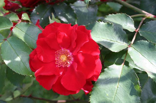 Rosier 'Vittel' (gros plan sur la fleur)