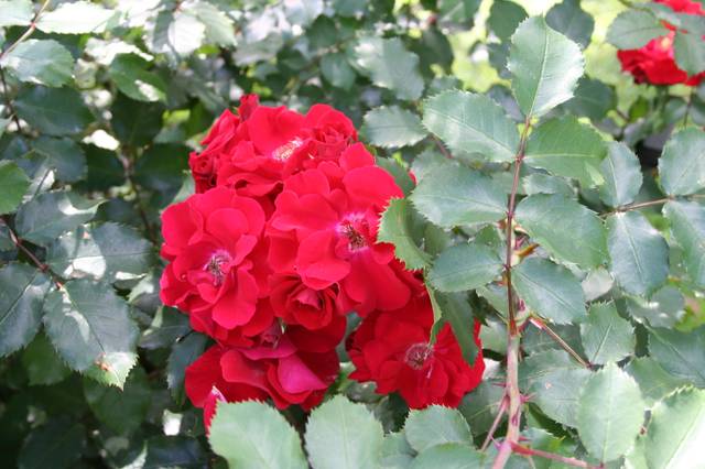 Rosier 'Vittel' (feuillage et fleurs groupées)