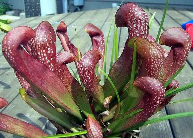 Sarracenia