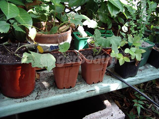 Semis spontanés rempotés dans en godets