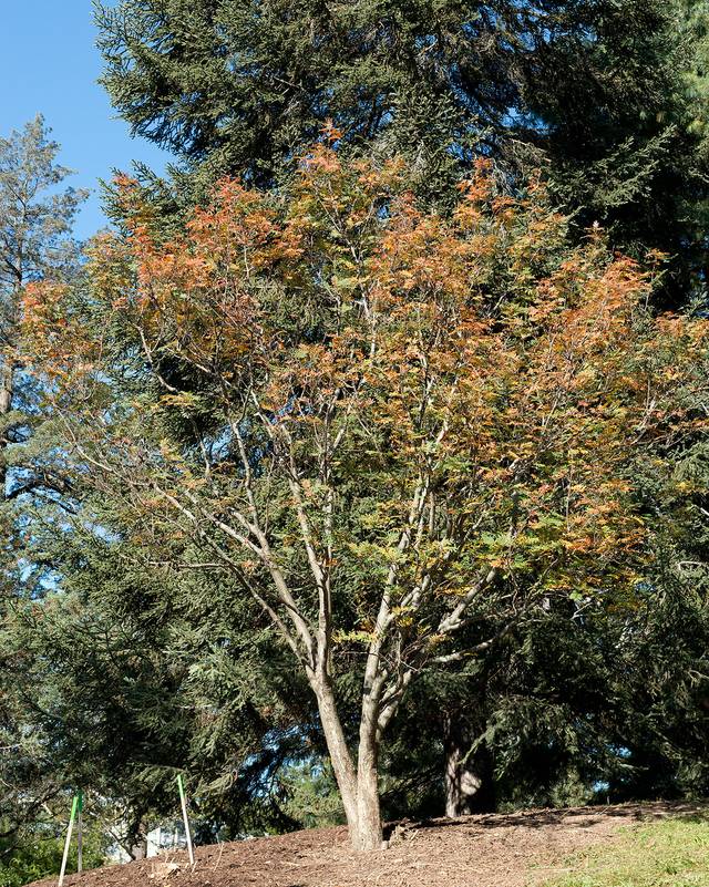 Sorbus hupehensis en fin d'automne