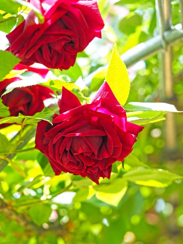 Rose 'Souvenir du Docteur Jamain'