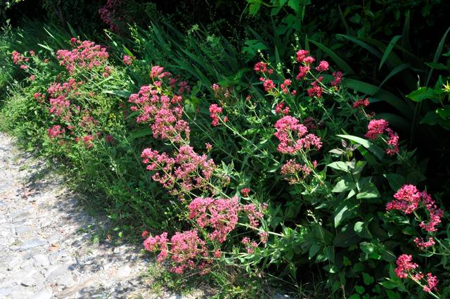 Valériane rouge (Valeriana rossa - Centranthus ruber)
