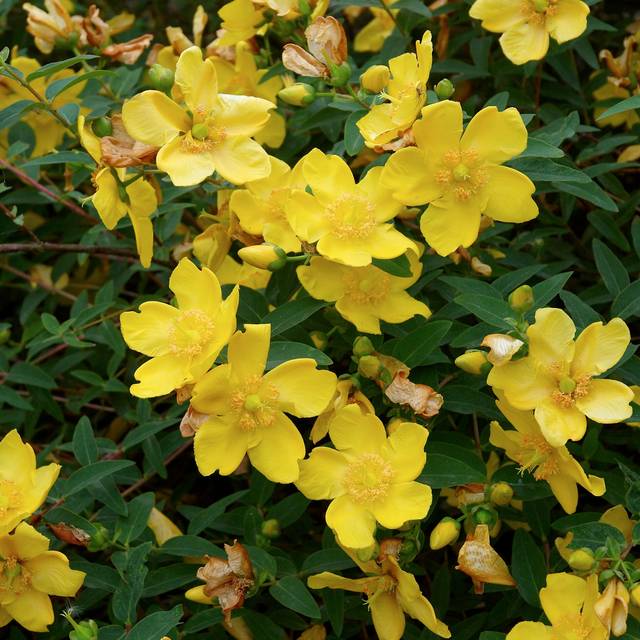 Millepertuis Hidcote (Hypericum hookerianum) (Wouter Hagens / Wikimedia)