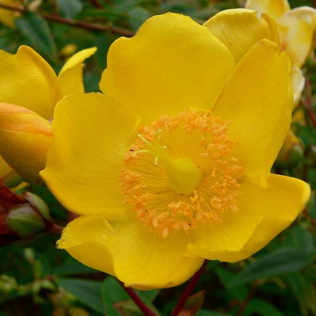 Millepertuis 'Hidcote' (Hypericum hookerianum) - fleur (Stan Shebs / Wikimedia)