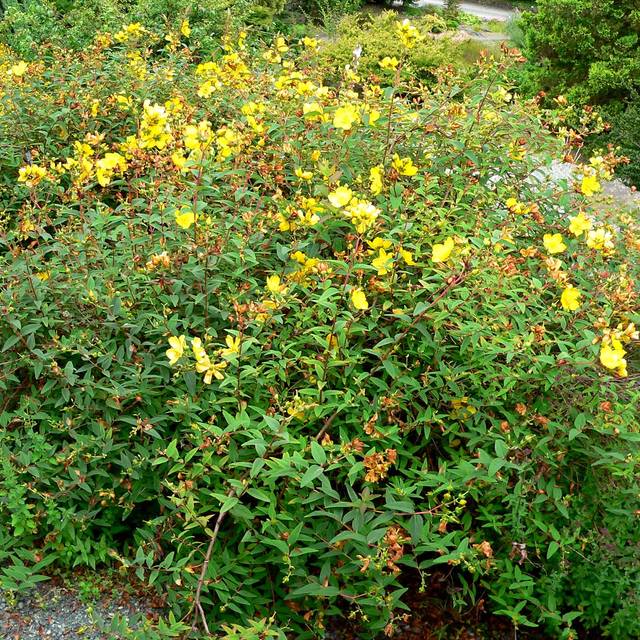 Millepertuis Hidcote (Hypericum hookerianum) - l'arbuste (Stan Shebs / Wikimedia)