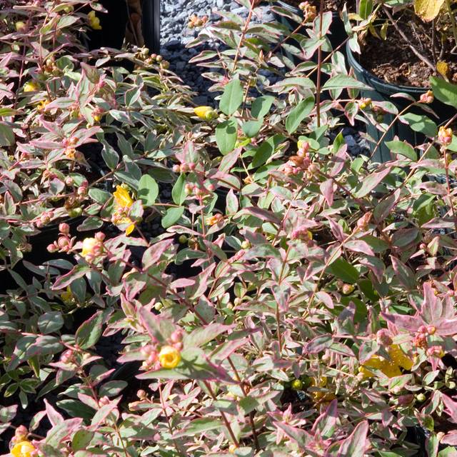 Millepertuis Tricolor (Hypericum moserianum) (David J. Stang / Wikimedia)